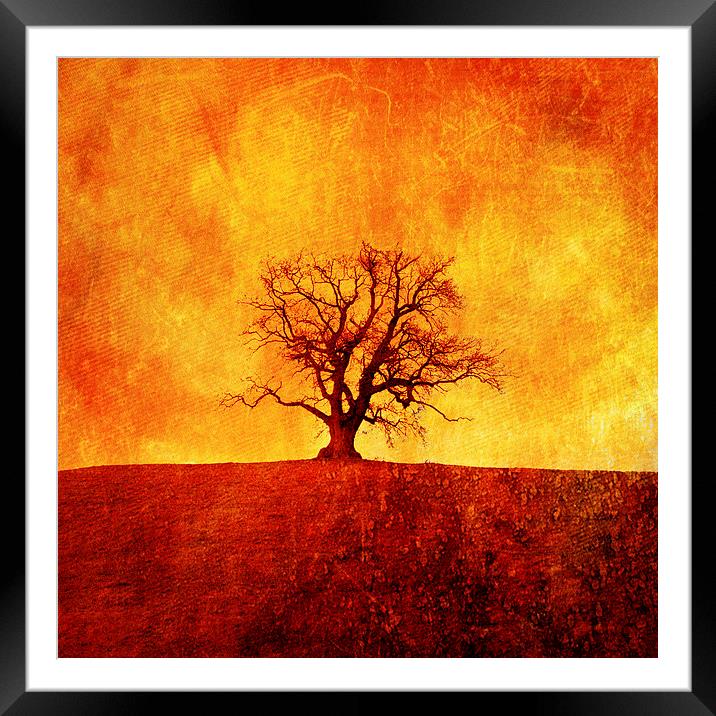 Lone tree in Autumn, Oswestry, Shropshire Framed Mounted Print by Julian Bound