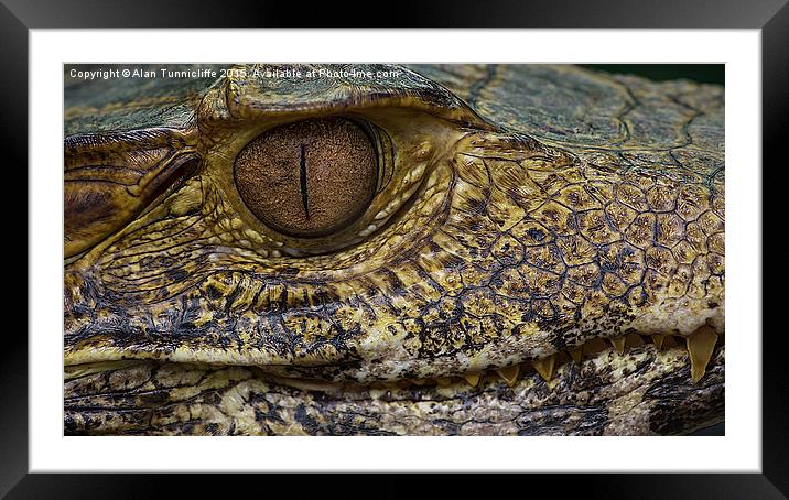  Caiman Alligator Framed Mounted Print by Alan Tunnicliffe
