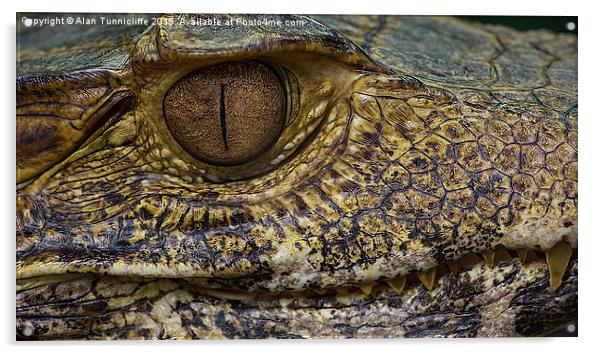  Caiman Alligator Acrylic by Alan Tunnicliffe