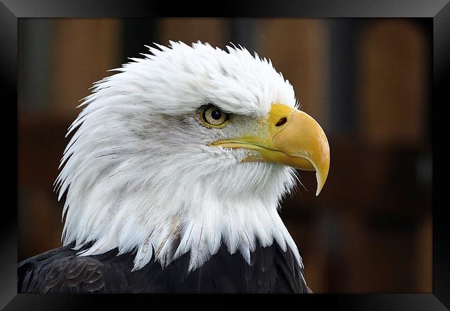  The Bald Eagle Framed Print by Anthony Michael 