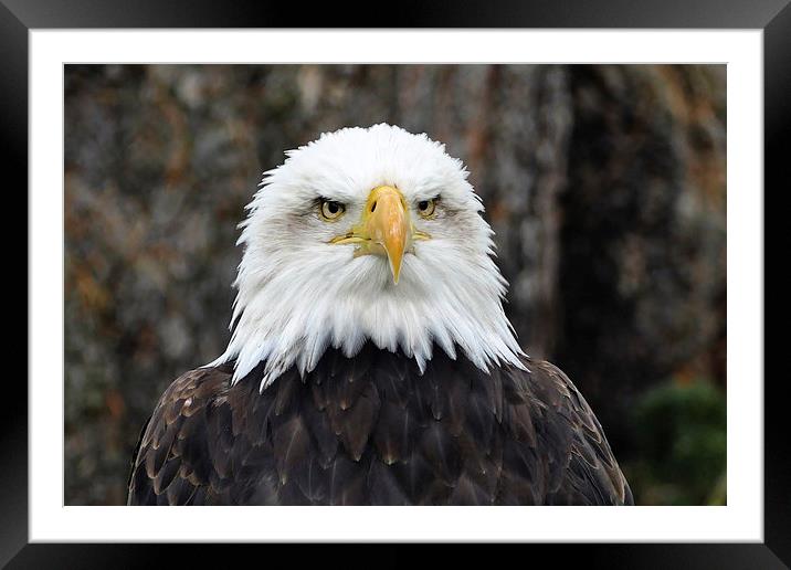  The Bald Eagle Framed Mounted Print by Anthony Michael 