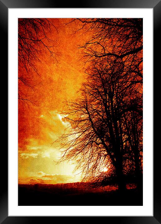  Lone tree in Autumn, Oswestry, Shropshire Framed Mounted Print by Julian Bound