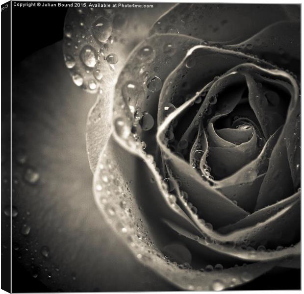  Delicate rose petals with raindrops Canvas Print by Julian Bound