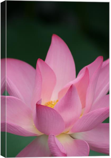 Asian Water Flower Canvas Print by Will Murphy