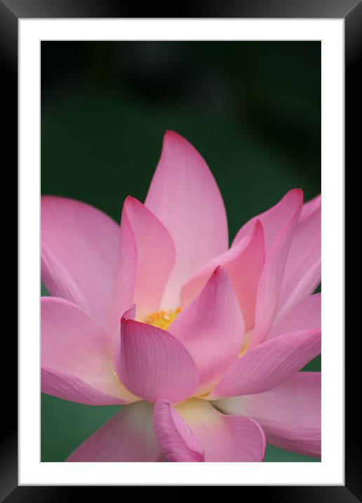 Asian Water Flower Framed Mounted Print by Will Murphy