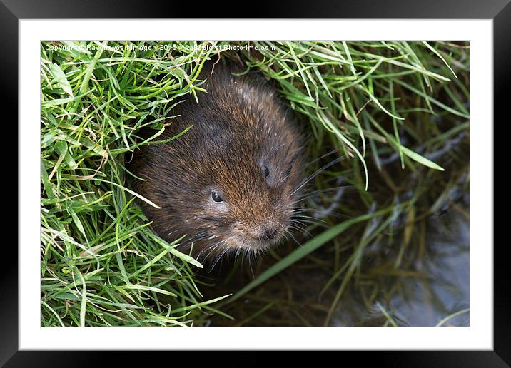  Vole in the Hole Framed Mounted Print by Ravenswood Imagery