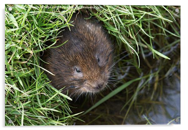  Vole in the Hole Acrylic by Ravenswood Imagery