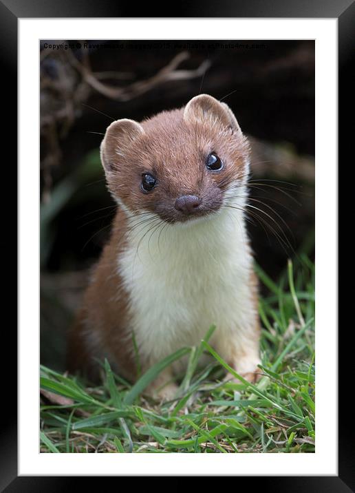  Stoatily Beautiful Framed Mounted Print by Ravenswood Imagery