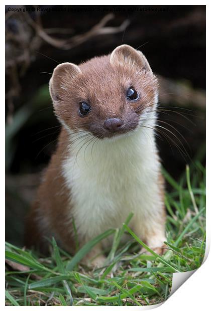  Stoatily Beautiful Print by Ravenswood Imagery