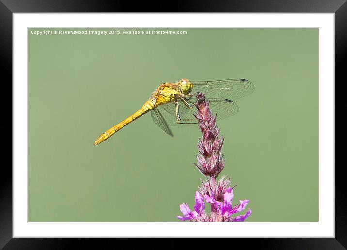 Common Darter at rest Framed Mounted Print by Ravenswood Imagery