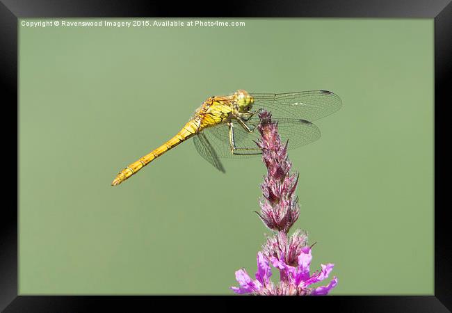 Common Darter at rest Framed Print by Ravenswood Imagery