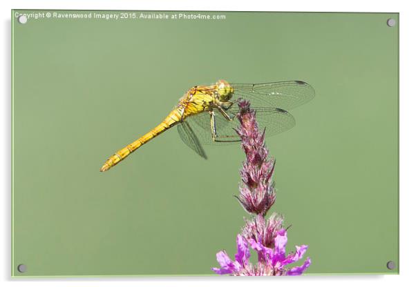 Common Darter at rest Acrylic by Ravenswood Imagery