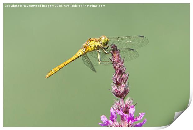 Common Darter at rest Print by Ravenswood Imagery