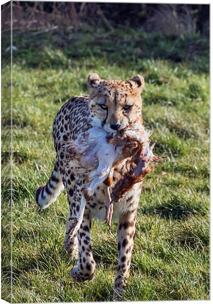  Cheetah carrying lunch Canvas Print by Ian Duffield