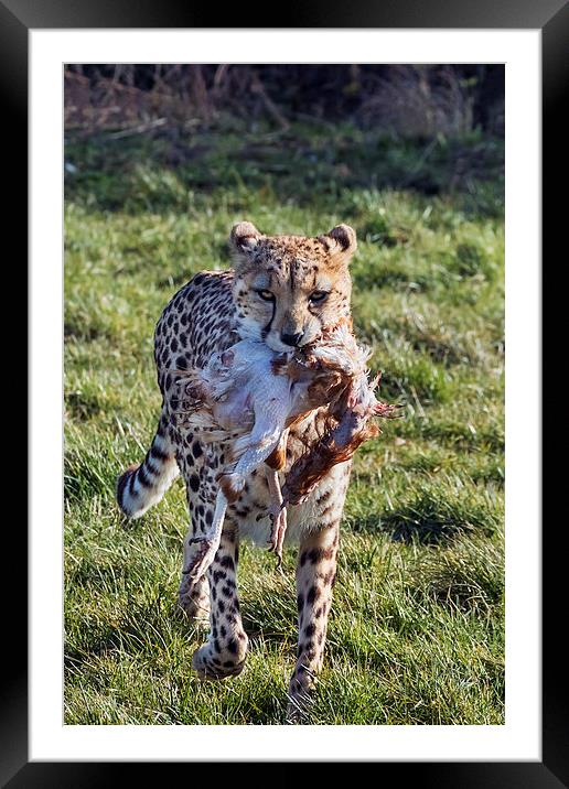  Cheetah carrying lunch Framed Mounted Print by Ian Duffield