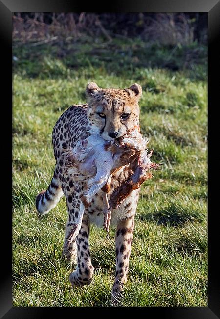  Cheetah carrying lunch Framed Print by Ian Duffield