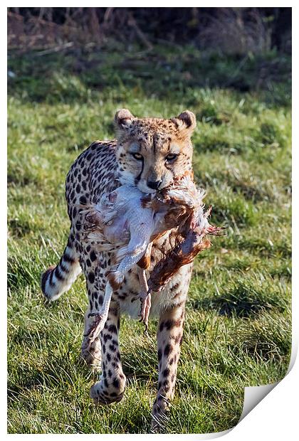  Cheetah carrying lunch Print by Ian Duffield