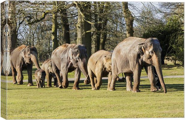 Elephants strolling all in line  Canvas Print by Ian Duffield