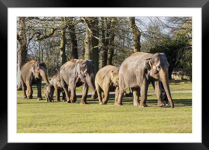 Asian Elephants strolling along all in line  Framed Mounted Print by Ian Duffield
