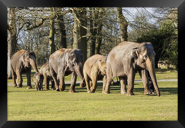 Asian Elephants strolling along all in line  Framed Print by Ian Duffield
