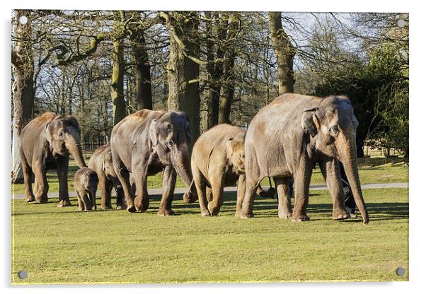 Asian Elephants strolling along all in line  Acrylic by Ian Duffield