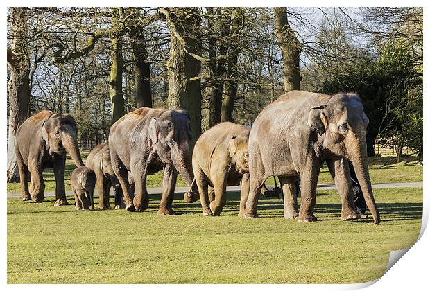 Asian Elephants strolling along all in line  Print by Ian Duffield