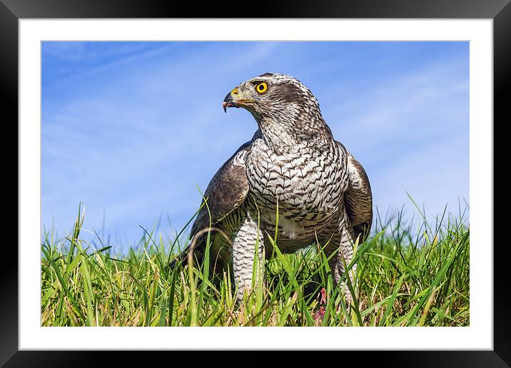 Majestic Goshawk standing tall and proud Framed Mounted Print by Ian Duffield