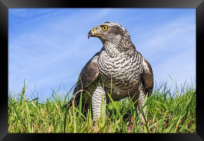 Majestic Goshawk standing tall and proud Framed Print by Ian Duffield