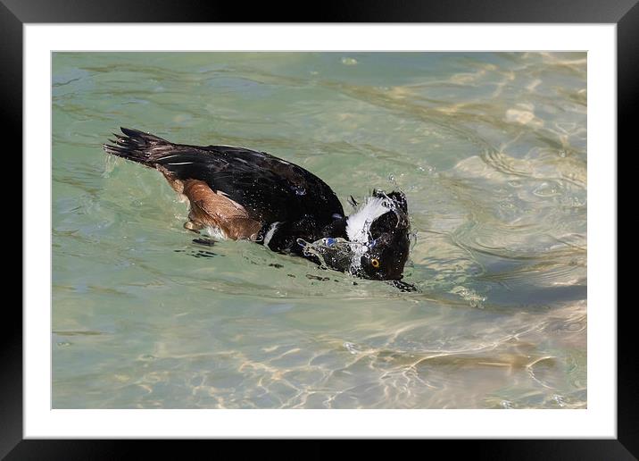  Hooded Merganser dipping its head in clear water Framed Mounted Print by Ian Duffield