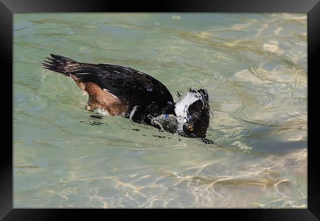  Hooded Merganser dipping its head in clear water Framed Print by Ian Duffield