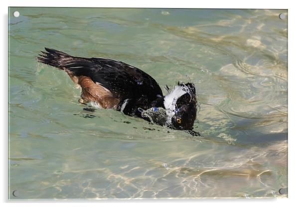  Hooded Merganser dipping its head in clear water Acrylic by Ian Duffield