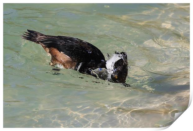  Hooded Merganser dipping its head in clear water Print by Ian Duffield