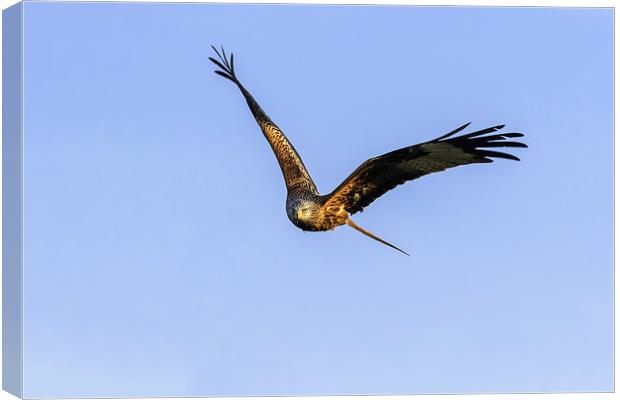  Red Kite head-on in a clear blue sky Canvas Print by Ian Duffield