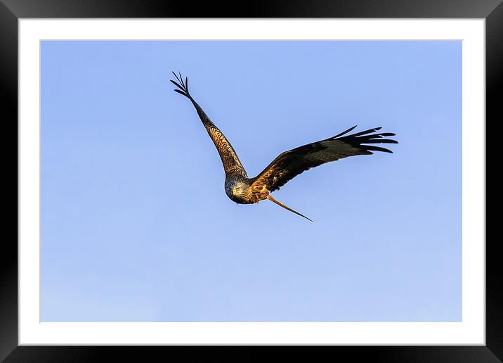  Red Kite head-on in a clear blue sky Framed Mounted Print by Ian Duffield