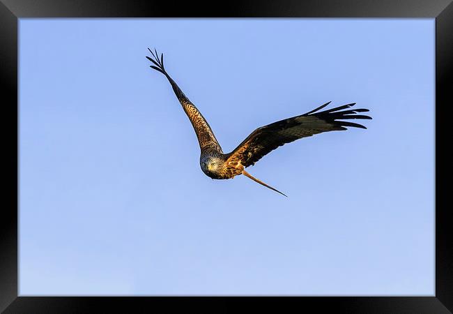  Red Kite head-on Framed Print by Ian Duffield