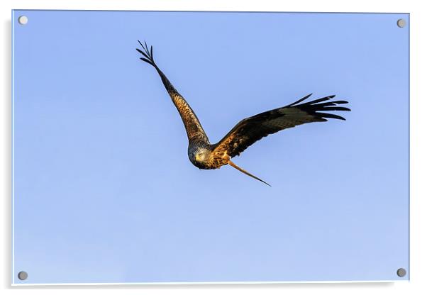  Red Kite head-on in a clear blue sky Acrylic by Ian Duffield