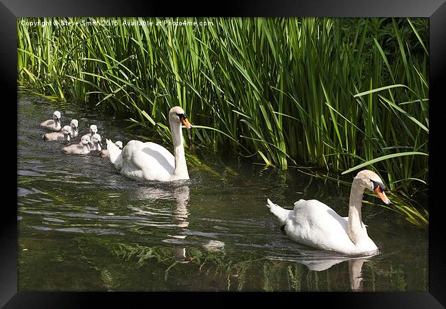 Swan Family Outing Framed Print by Steve Smith