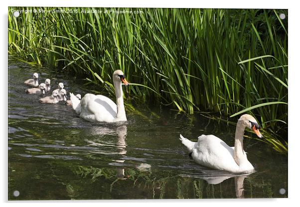 Swan Family Outing Acrylic by Steve Smith
