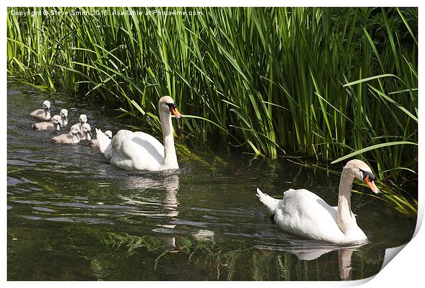 Swan Family Outing Print by Steve Smith