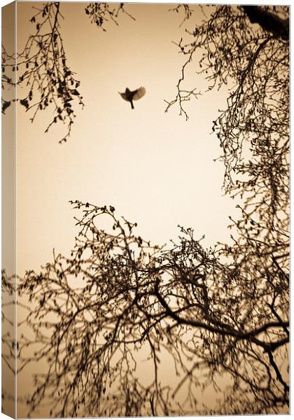  A bird in winter trees Canvas Print by Julian Bound