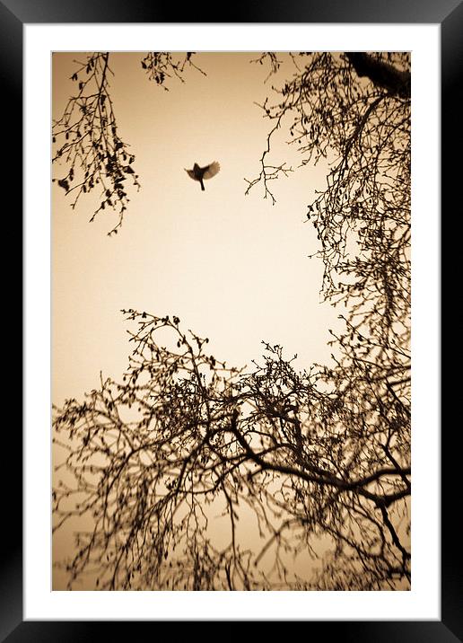  A bird in winter trees Framed Mounted Print by Julian Bound