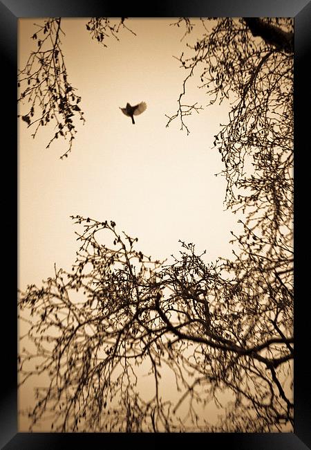  A bird in winter trees Framed Print by Julian Bound