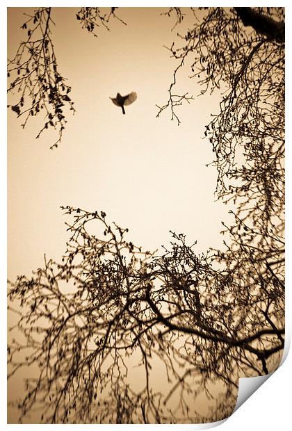  A bird in winter trees Print by Julian Bound