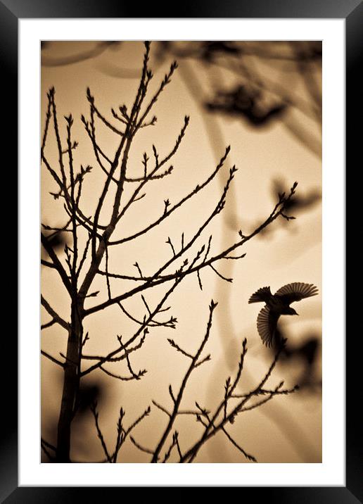  A bird in winter treess Framed Mounted Print by Julian Bound