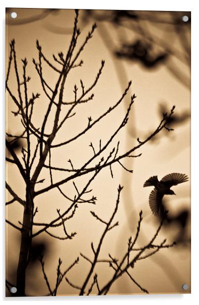  A bird in winter treess Acrylic by Julian Bound