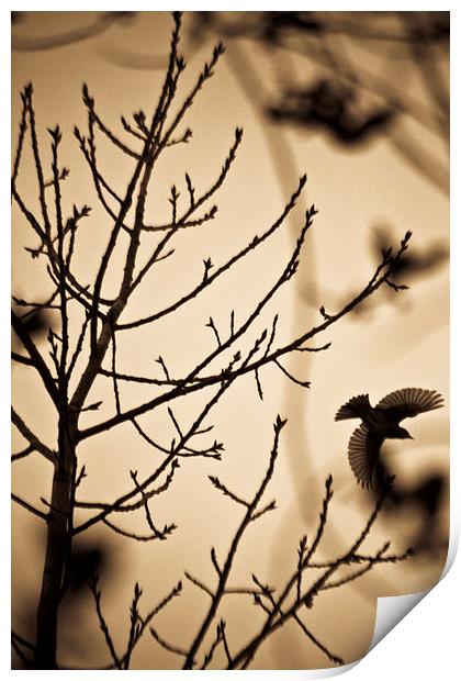  A bird in winter treess Print by Julian Bound