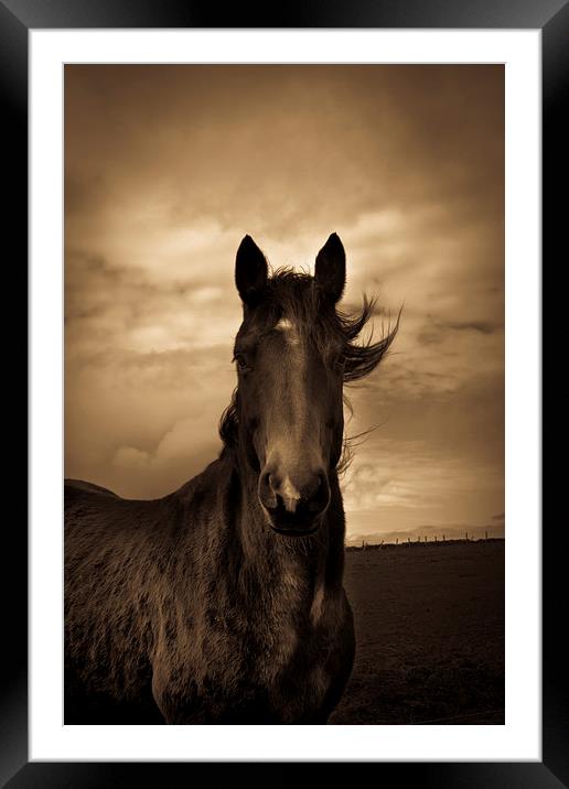  Horse in sepia, Shropshire, England Framed Mounted Print by Julian Bound