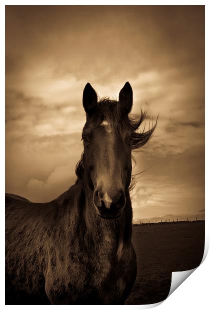  Horse in sepia, Shropshire, England Print by Julian Bound