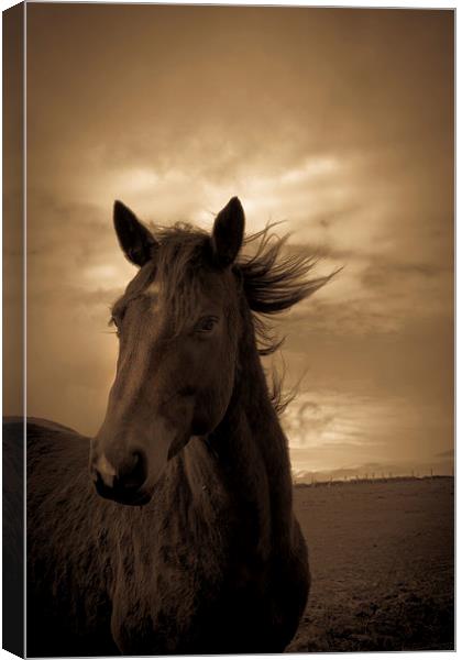 Horse in sepia, Shropshire, England Canvas Print by Julian Bound