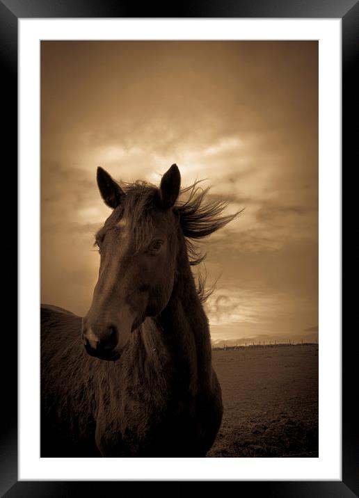  Horse in sepia, Shropshire, England Framed Mounted Print by Julian Bound